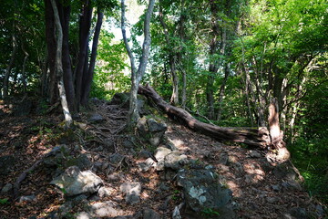 forest path in the gleaming sunlight