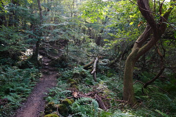 thick wild forest in summer 