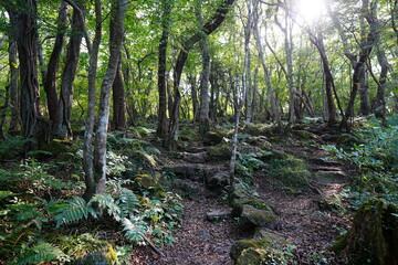 fine summer path through mossy rocks and old trees