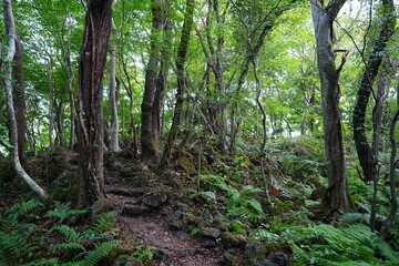 Fototapeta na wymiar fine summer path through mossy rocks and old trees