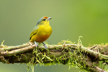 Spot-crowned euphonia (Euphonia imitans) is a species of bird in the family Fringillidae. It is found in Costa Rica and Panama. Its natural habitats are subtropical or tropical moist lowland forest 