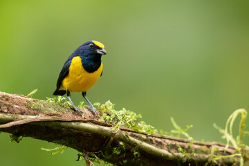 Spot-crowned euphonia (Euphonia imitans) is a species of bird in the family Fringillidae. It is found in Costa Rica and Panama. Its natural habitats are subtropical or tropical moist lowland forest 