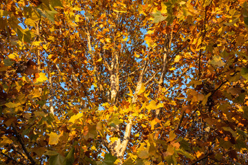 In autumn, the leaves turn golden yellow, colorful and very beautiful.