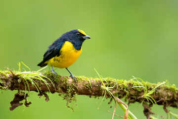 Spot-crowned euphonia (Euphonia imitans) is a species of bird in the family Fringillidae. It is found in Costa Rica and Panama. Its natural habitats are subtropical or tropical moist lowland forest 