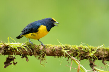 Spot-crowned euphonia (Euphonia imitans) is a species of bird in the family Fringillidae. It is found in Costa Rica and Panama. Its natural habitats are subtropical or tropical moist lowland forest 