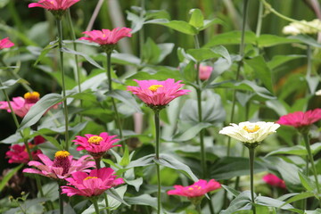 flower in the garden