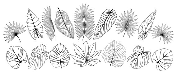 Fototapeta na wymiar Set tropical leaf isolated. Vector illustration. 