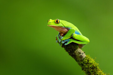 Blue-sided leaf frog (Agalychnis annae), also known as the orange-eyed leaf frog, is an endangered species of tree frog in the subfamily Phyllomedusinae