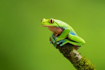 Blue-sided leaf frog (Agalychnis annae), also known as the orange-eyed leaf frog, is an endangered species of tree frog in the subfamily Phyllomedusinae