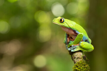 Blue-sided leaf frog (Agalychnis annae), also known as the orange-eyed leaf frog, is an endangered species of tree frog in the subfamily Phyllomedusinae