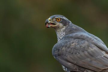 Portrait of a beautiful Northern Goshawk (Accipiter gentilis)  in the forest of Noord Brabant in...