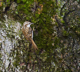 Eurasian tree creeper on a tree