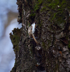 Eurasian tree creeper on a tree