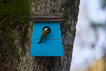 Great tit at the nest