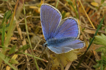 Closeup on an bright colored Icarus blue butterfly, Polyommatus icarus, with open wings sitting on the ground