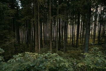 Mountain slopes landscape with fir trees in the fog in Zakopane, Poland