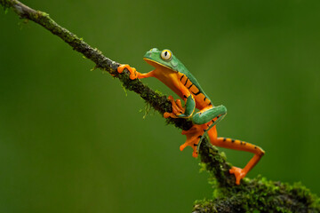 Cruziohyla calcarifer, the splendid leaf frog or splendid treefrog, is a species of tree frog of the subfamily Phyllomedusinae
