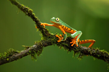 Cruziohyla calcarifer, the splendid leaf frog or splendid treefrog, is a species of tree frog of the subfamily Phyllomedusinae