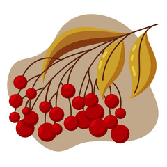 Rowan branch isolated vector element. Branch with leaves and berries. Flat and simple style.