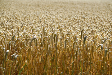 field of wheat , image taken in rugen, north germany, europe © underworld