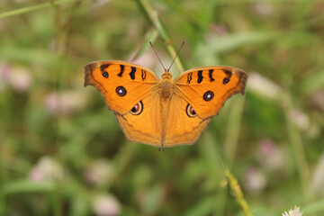 butterfly has unique structure