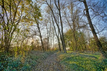 spring in the park , image taken in Padova countryside, north Italy, europe