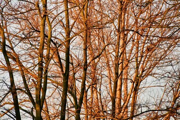 trees in the autumn, photo as a background , in sottomarina, venice, italy
