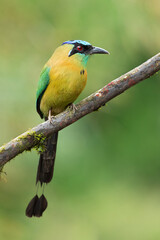 Lesson's motmot (Momotus lessonii) or the blue-diademed motmot, is a colorful near-passerine bird found in forests and woodlands of southern Mexico to western Panama.