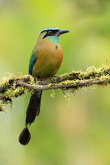 Lesson's motmot (Momotus lessonii) or the blue-diademed motmot, is a colorful near-passerine bird found in forests and woodlands of southern Mexico to western Panama.