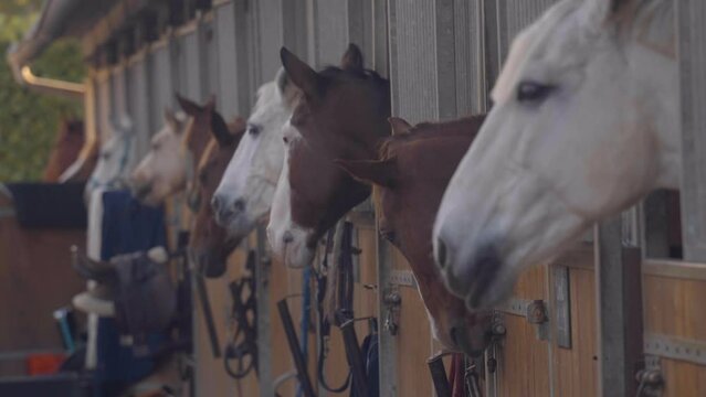 horses in boxes in a stable
