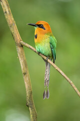 Broad-billed motmot (Electron platyrhynchum) is a fairly common Central and South American bird of the Momotidae family.
