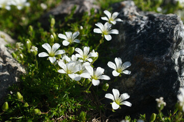 Closeup of white flowers of a Mountain Caucasus blooming in the spring