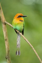 Broad-billed motmot (Electron platyrhynchum) is a fairly common Central and South American bird of the Momotidae family.