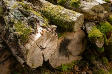 Closeup shot of chopped trunks covered with green moss and stacked together