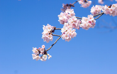 Beautiful and cute pink cherry blossom (Kawazu Sakura) wallpaper background, Tokyo, Japan 
