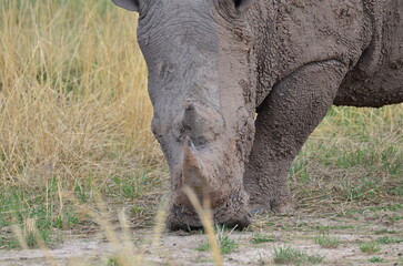 Obraz na płótnie Canvas White Rhino in savannah Namibia Africa Breitmaul Nashorn