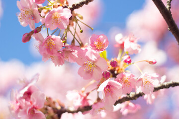 Beautiful and cute pink cherry blossom (Kawazu Sakura) wallpaper background, Tokyo, Japan 