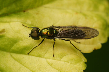 Closeup on a rarely photographed soldier fly , the iridescent centurion Sargus iridatus , sitting on a green leaf