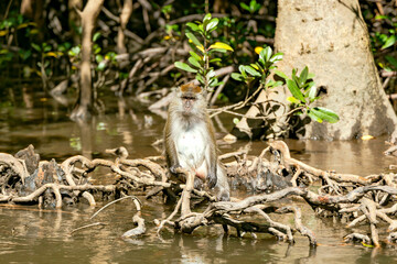 Wild long tailed Macaque sit on the roots of mangrove trees on the river in Kilim Geoforest national park, Langkawi, Malaysia.
