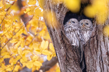 寄り添うエゾフクロウの夫婦