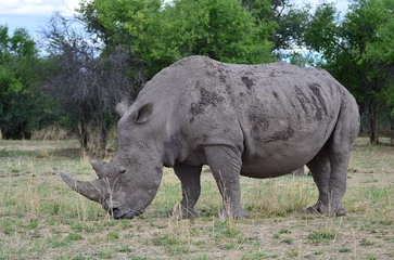 Foto op Plexiglas White Rhino in savannah Namibia Africa Breitmaul Nashorn © Andreas