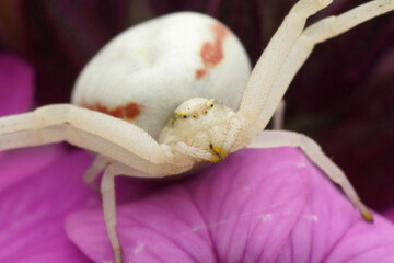 Colorful closeup on a common goldenrod flower crab spider, Misumena vatia sitting on a purple flower
