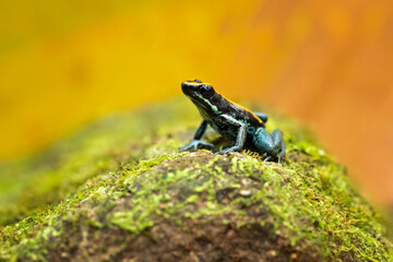 Obraz premium Golfodulcean poison frog or Golfodulcean poison-arrow frog (Phyllobates vittatus) is a species of frog in the family Dendrobatidae endemic to Costa Rica