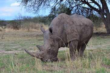 White Rhino in savannah Namibia Africa Breitmaul Nashorn