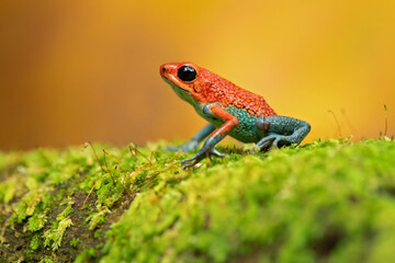 Granular poison frog or granular poison arrow frog (Oophaga granulifera) is a species of frog in the family Dendrobatidae, found in Costa Rica and Panama