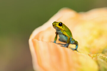 Granular poison frog or granular poison arrow frog (Oophaga granulifera) is a species of frog in the family Dendrobatidae, found in Costa Rica and Panama