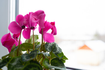 room pink cyclamen on the window. beautiful pink flower on the window