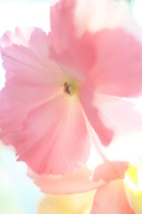 Obraz premium flowers