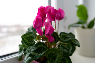 room pink cyclamen on the window. beautiful pink flower on the window