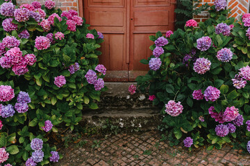 Fototapeta na wymiar Lovely bright purple and pink hydrangea flowers on the background of an old door